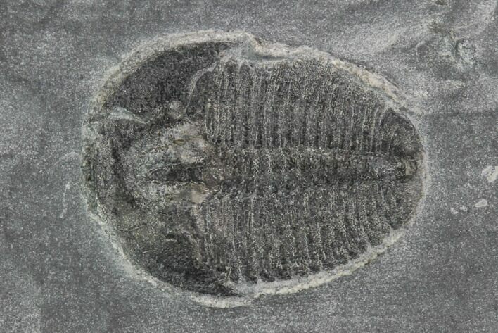 Elrathia Trilobite Fossil - Utah #97183